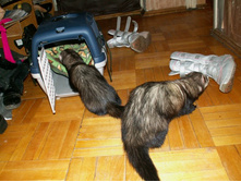 ������������ ��������