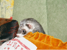 �����, ���� ��� �� ������?