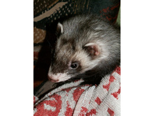 ����� ��������