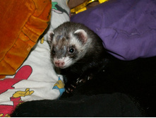 � ������ �������