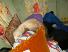 �� ����� �� ��ģ��