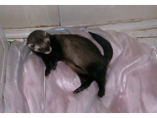 ������� ��������