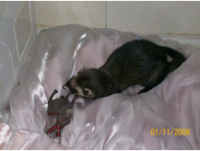 ����������� ����