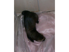 ���-�� �������