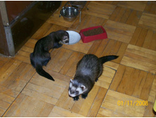 ����������� ��������� :(