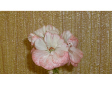 ���������� swonham spring