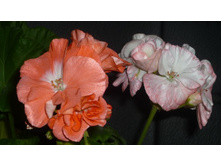 ���������� swonham spring � shimmer