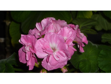 ���-��� �����