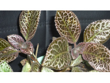 �������� �