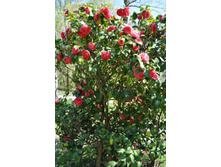 ����������� 192.jpg