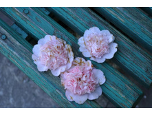 ����������� 213.jpg