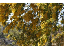 ����������� 250.jpg