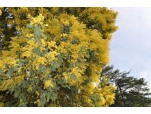 ����������� 173.jpg