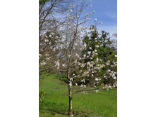 ����������� 190.jpg