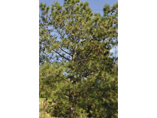 ����������� 253.jpg