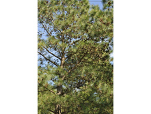 ����������� 255.jpg