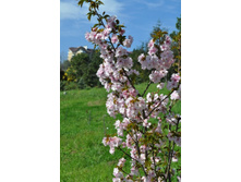 ����������� 264.jpg