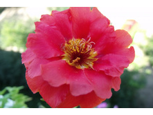 �������� ��������