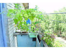 ������ ������������