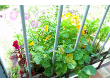 ������� �� �������, �������, ��������� � ���������