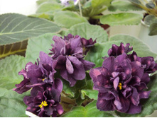 ���������(�������) .jpg