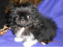 ����������� 001.jpg