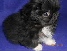 ����������� 002.jpg