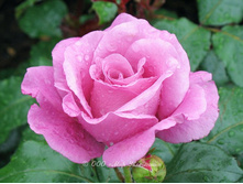 ������ ���