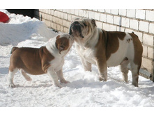 ��������� ���������� 178.jpg