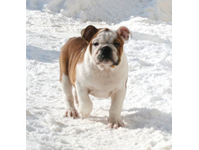 ��������� ���������� 184.jpg