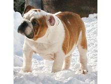 ��������� ���������� 237.jpg