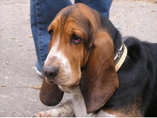 ����������� - ����� :)