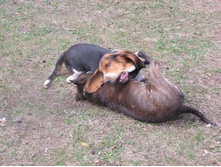 ������� ���� :))