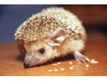 ������� ������������