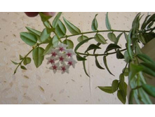 ��� �����