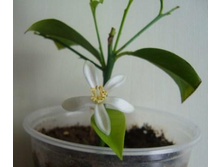 ����������� ���ԣ�