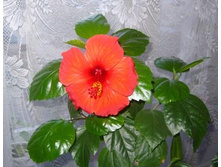 ������ ���������