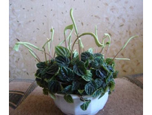 ��������� ���������� ���ԣ�