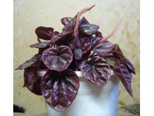 ��������� ���������� ���ԣ�