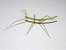 �������� �����������.