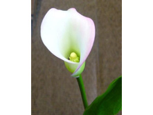 ����� ���������