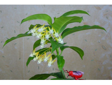 ��� �����������