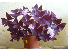 ������� (�������)