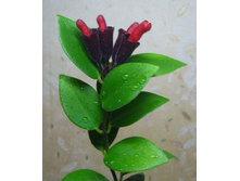 ���������� ���������