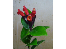 ����� �����������