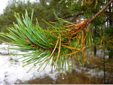 ���������� �� �������