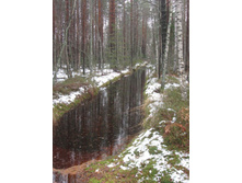 ������ ����