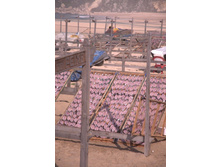 ������� ����