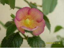 �������� Hugues Aufray