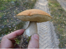 ����������� � �������